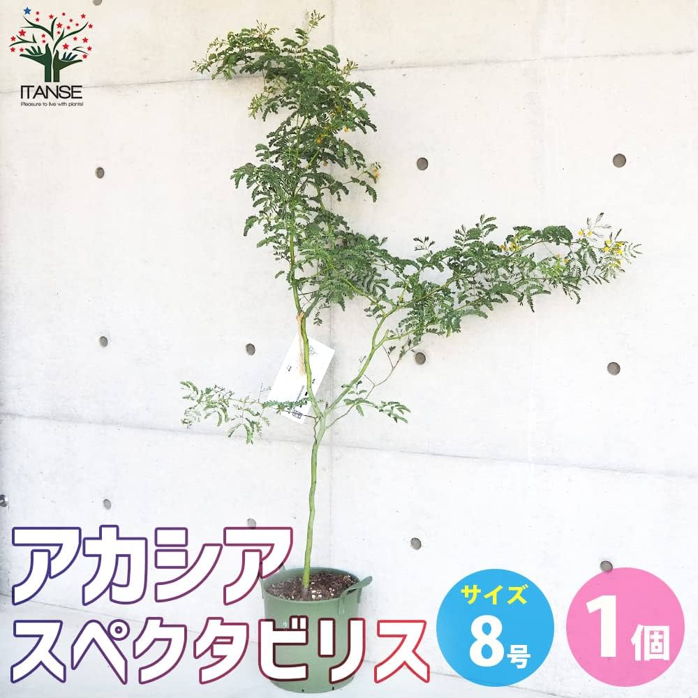 61E-k+aNYWL._AC_UF1000,